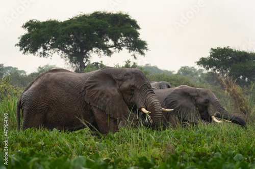 Photography African elephant in Murchison Falls National park