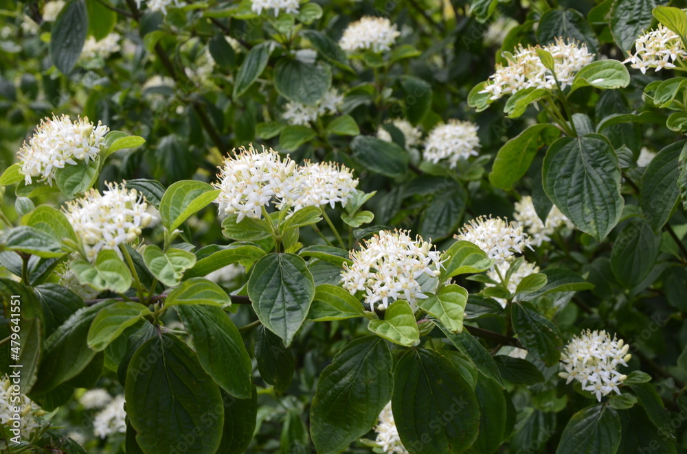 Ninebark trees in the spring .Flowering ninebark shrub close up. Ninebark trees in the spring .Flowering ninebark shrub close up.