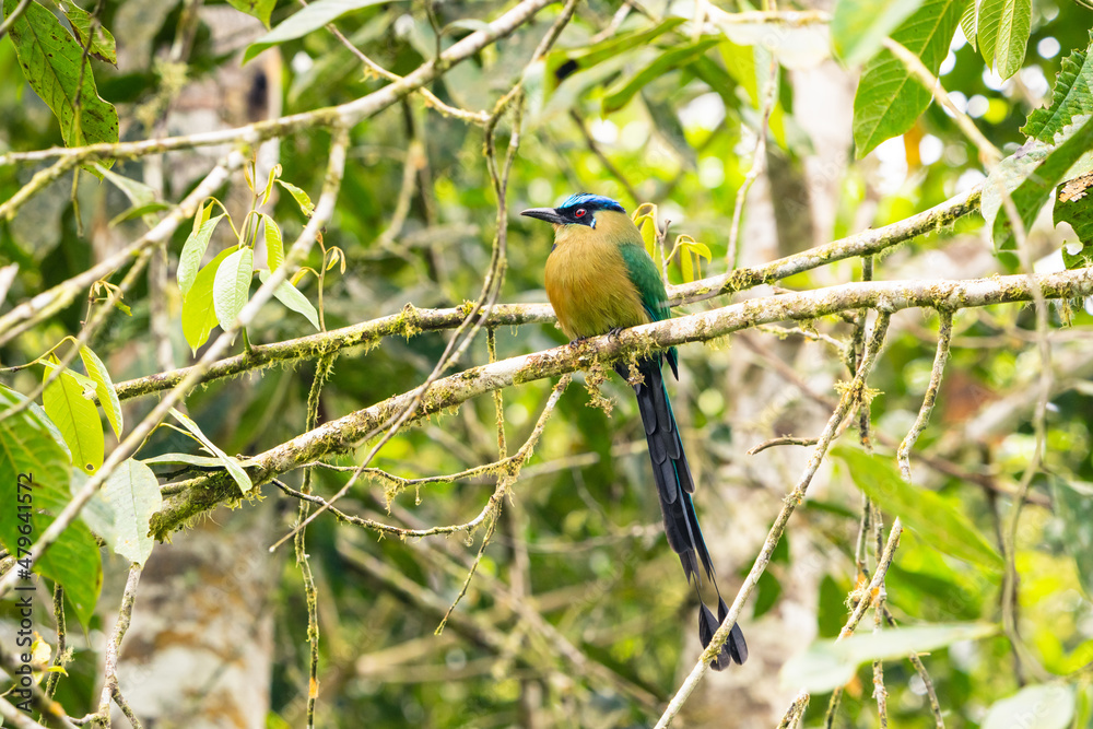 Fototapeta premium Amazonian Motmot