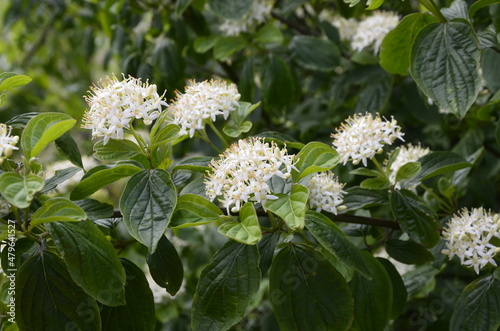 Ninebark trees in the spring .Flowering ninebark shrub close up. photo