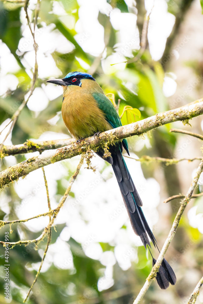 Fototapeta premium Amazonian Motmot