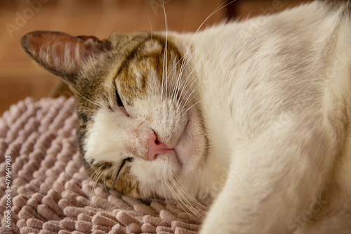 Obraz na plátně Um gato malhado dormindo sobre um tapete fofinho.