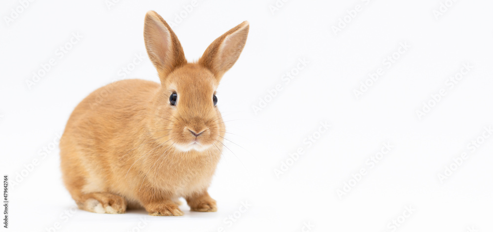 Obraz premium Little dwarf rabbit isolated on white