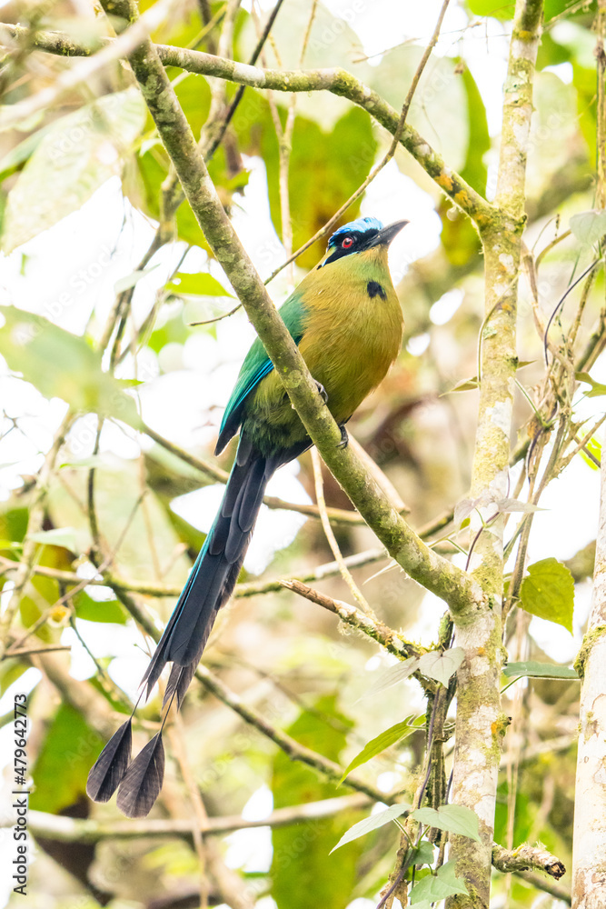 Fototapeta premium Amazonian Motmot