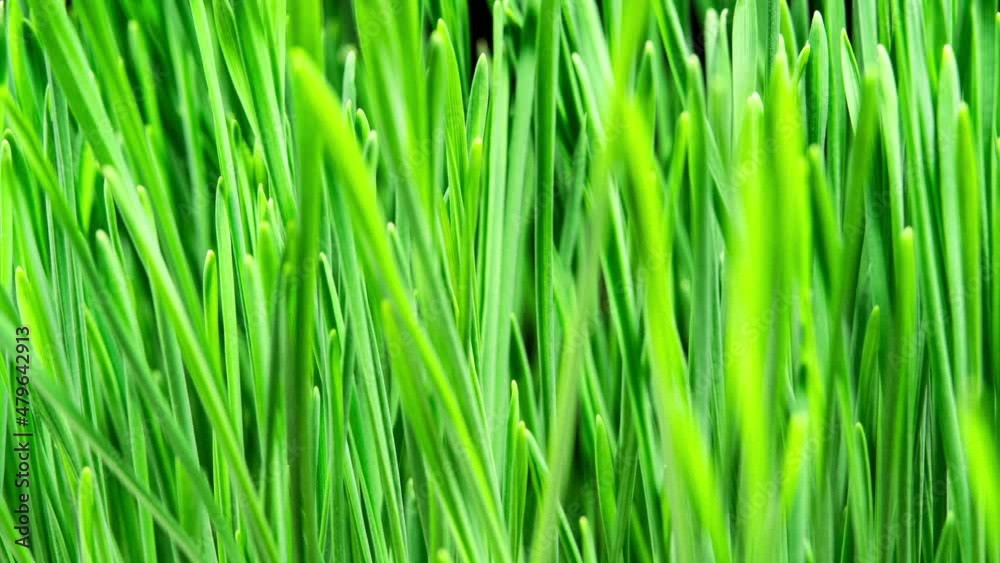 Wheat Sprouts Grow Fast in Time Lapse on a Black Background. Microgreens Seedling Leaves Growing. Wheatgrass For Healthy Eating and Dieting. Germination of Cereal Crop Wheat Sprouts Grow Fast in Time Lapse on a Black Background. Microgreens Seedling Leaves Growing. Wheatgrass For Healthy Eating and Dieting. Germination of Cereal Crop