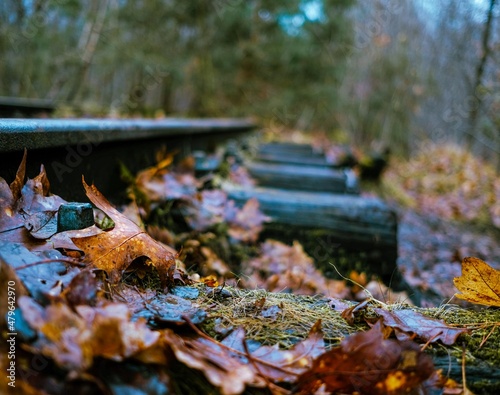 autumn leaves on the ground