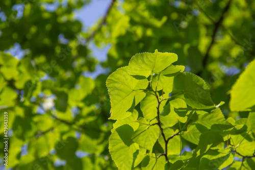 Green leaves on the branches of a spring tree.
