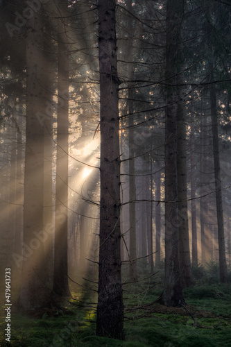 Sunrays at sunrise in a dark pine forest 