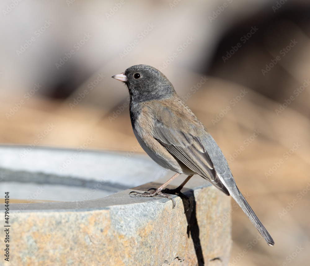 song bird, junco, sparrow