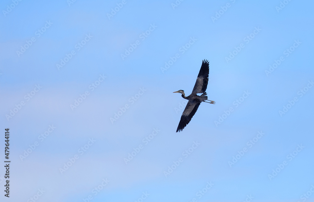 Silhouette of one single flying Gray Heron in the blue sky