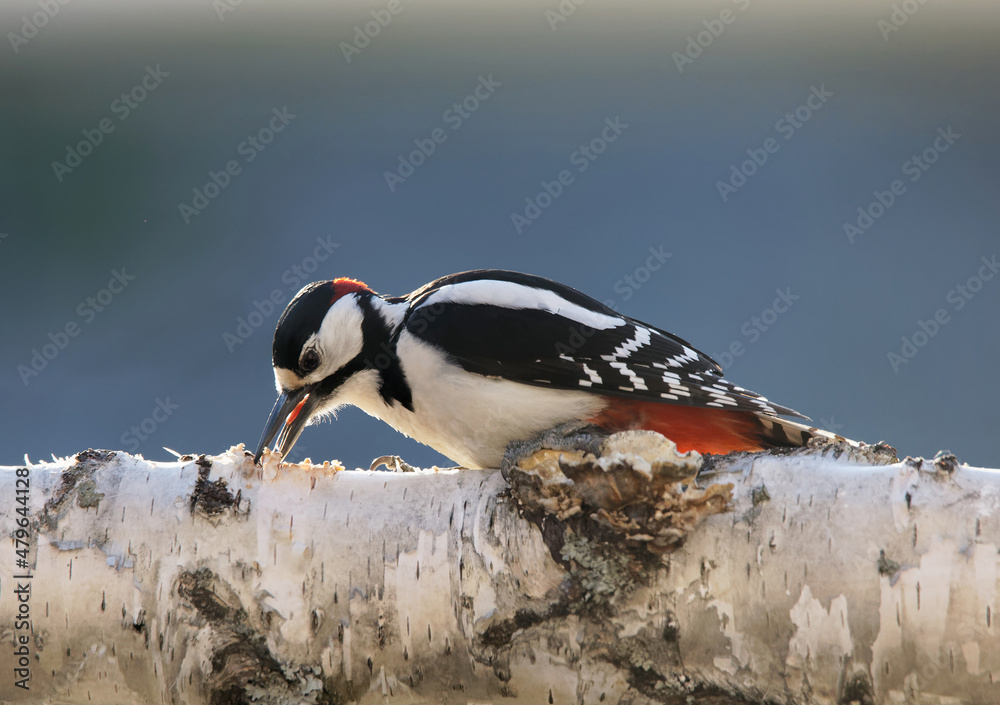Fototapeta premium Great spotted woodpecker sitting on a birch log