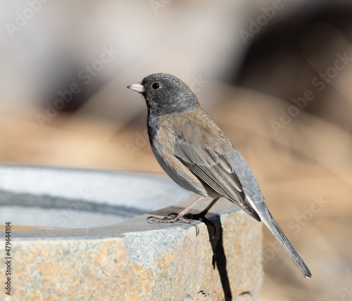 Obraz na płótnie song bird, junco, sparrow w salonie