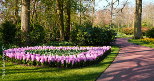 A flower bed with a border of pink hyacinths in the Keukenhof gardens, the Netherlands. In the center are tulips that are not yet in bloom.