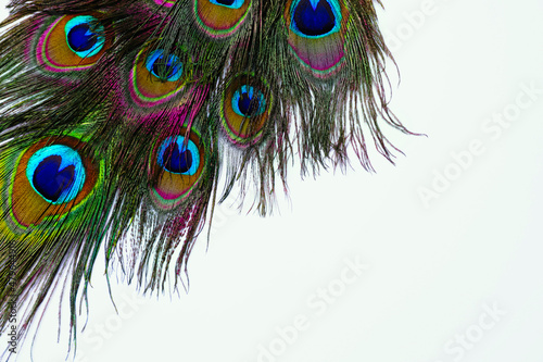 Beautiful bright peacock feathers on white background