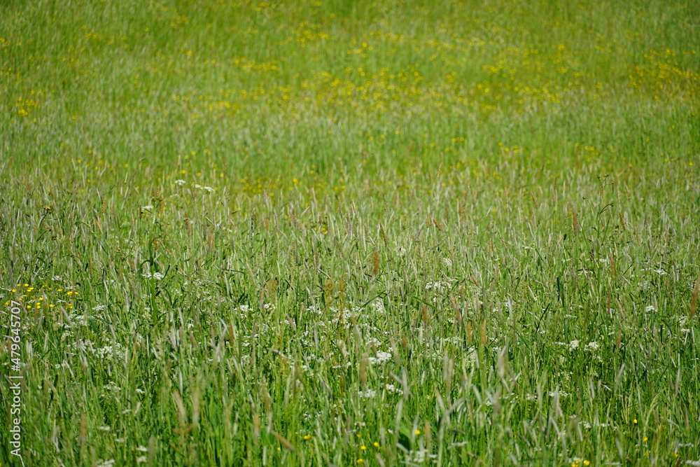 Trawa, pattern, texture, pole trawy, meadow