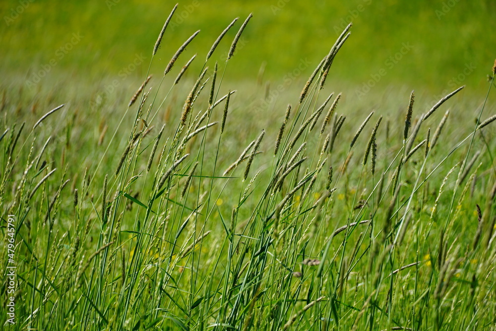 Fototapeta premium Trawa, pattern, texture, pole trawy, meadow