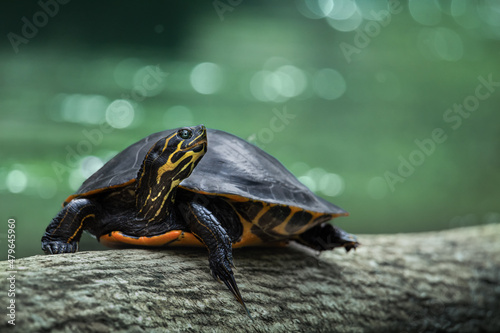 Fototapeta A red-bellied cooter rests on a tree with its head up