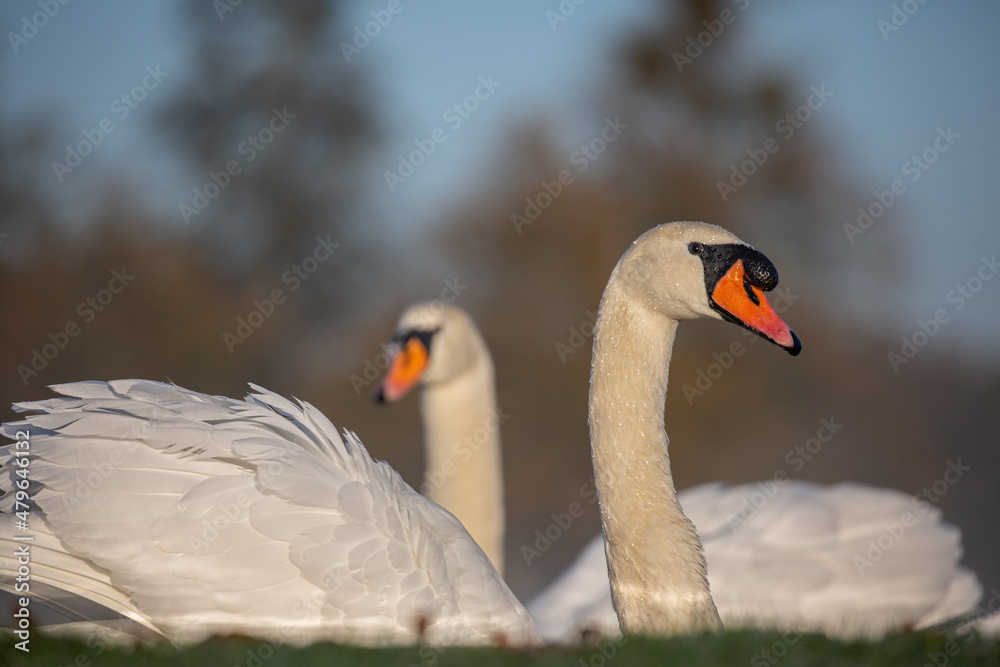 Fototapeta premium Close-up low angle view of two swans looking in different directions