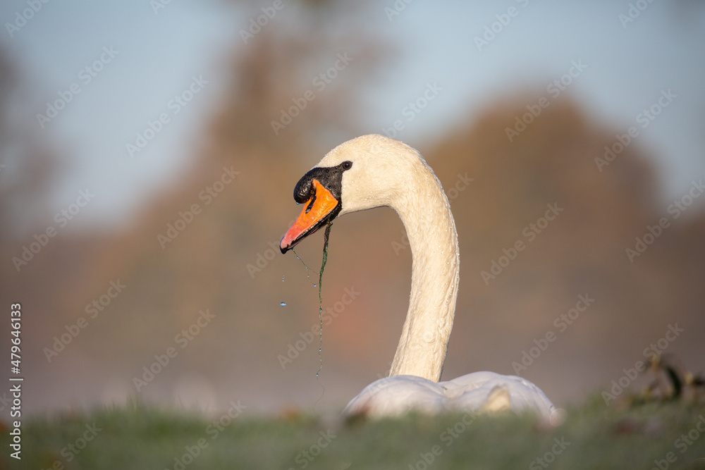 Obraz premium Closeup photo of swan with drops of water and moss hanging of beak