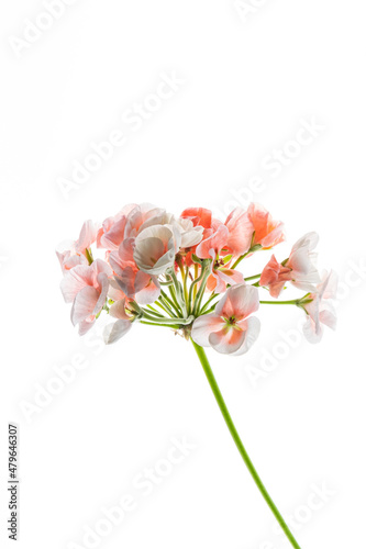 pelargonium flowers on the white background