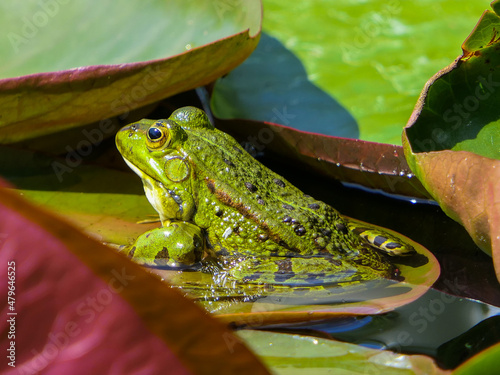 Frog on leaf of water lily