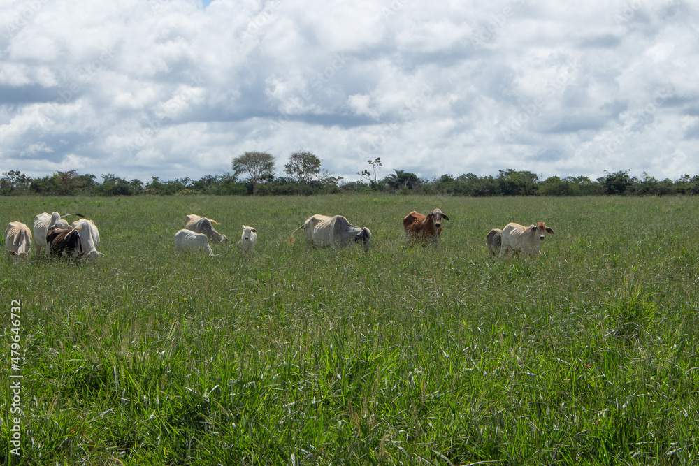 Obraz premium nelore cows a big green pasture in sunny day