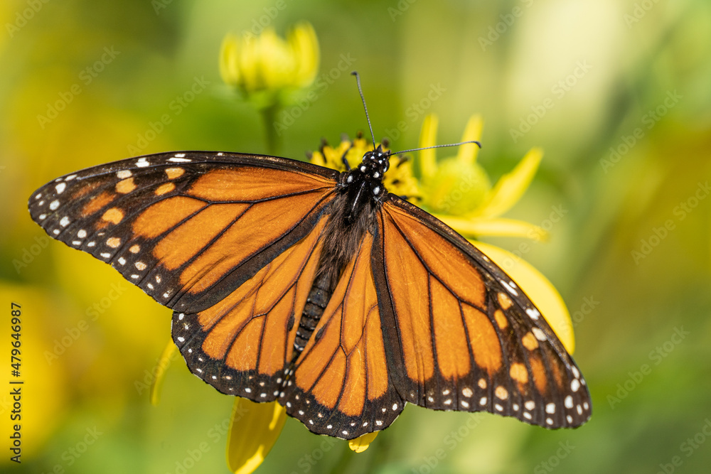 Close-up of monarch butterfly (Danaus plexippus ) sipping nectar from yellow wild sunflower, Pennsylvania Close-up of monarch butterfly (Danaus plexippus ) sipping nectar from yellow wild sunflower, Pennsylvania