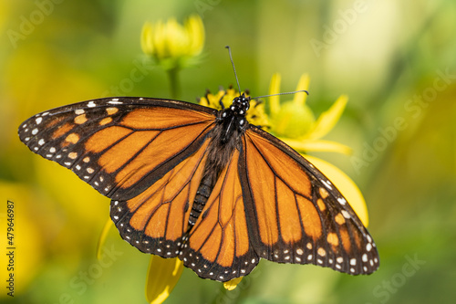 Close-up of monarch butterfly (Danaus plexippus ) sipping nectar from yellow wild sunflower, Pennsylvania © Amy