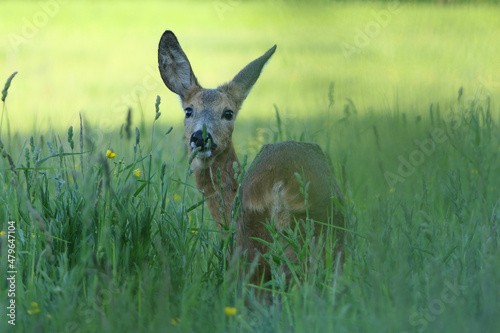 roe deer in the grass