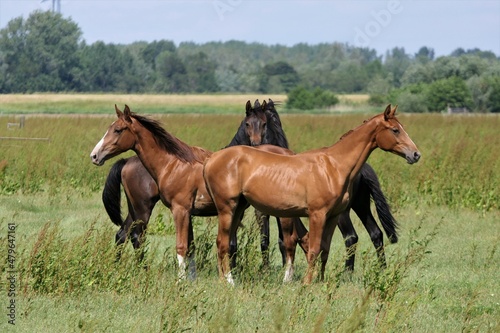 Black and brown horses