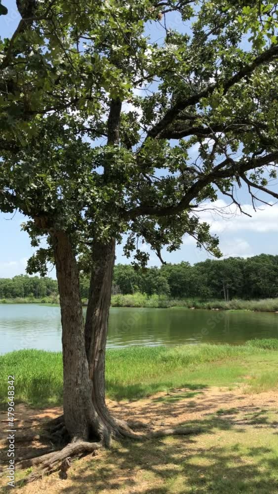 Tree with leaves swaying in the gentle wind by the lake, vertical shot Tree with leaves swaying in the gentle wind by the lake, vertical shot