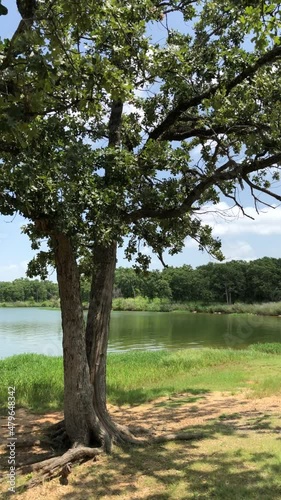 Tree with leaves swaying in the gentle wind by the lake, vertical shot