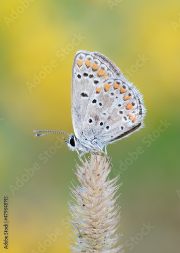 Motyl na trawie © Alfred Błażytko