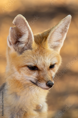 Cape Fox in the Kgalagadi