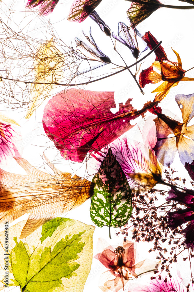 Fototapeta premium dry flowes on the white background
