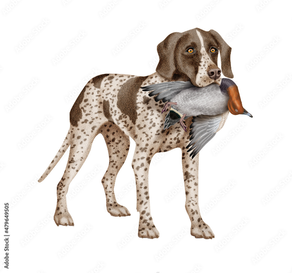 chien, chasse, canard milouin, femelle, mâle, braque allemande, animal, attraper, animal de compagnie, isolé, brun, canidé, mammifère, race, court, portrait, braque de weimar, à poil court, chassant chien, chasse, canard milouin, femelle, mâle, braque allemande, animal, attraper, animal de compagnie, isolé, brun, canidé, mammifère, race, court, portrait, braque de weimar, à poil court, chassant