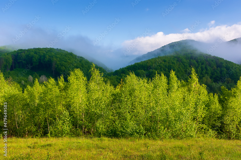 countryside landscape on a misty morning. outdoor green environment in summer. forest on the hill in fog and clouds. beautiful nature scenery of carpathian mountains