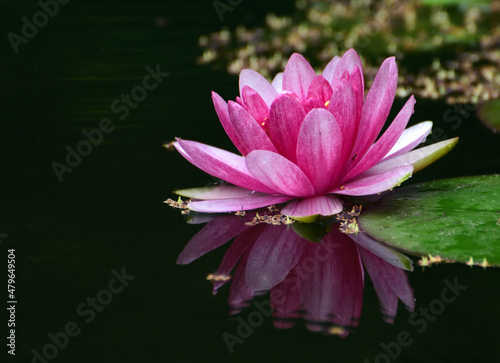 Close-up of rose - red water lily flowers in a lotus pond
