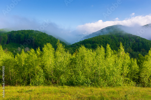 countryside landscape on a misty morning. outdoor green environment in summer. forest on the hill in fog and clouds. beautiful nature scenery of carpathian mountains