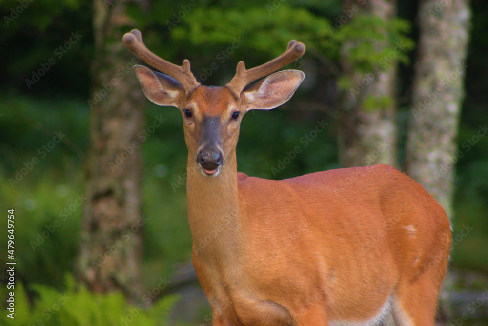 deer in the forest