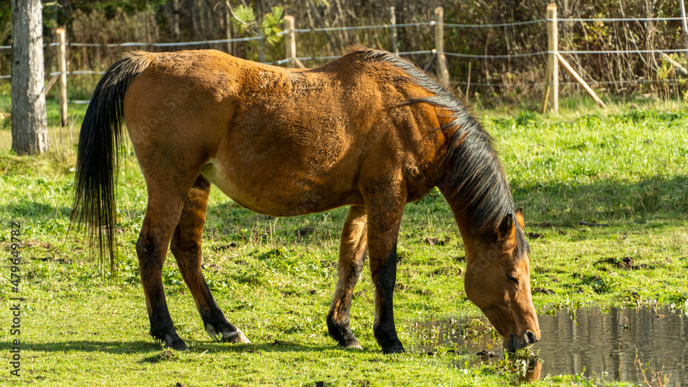 Naklejka premium Horses In The Field