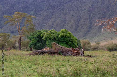 Lioness resting on a broken tree during a safari at Ngorongoro Crater in Tanzania © Anzhela
