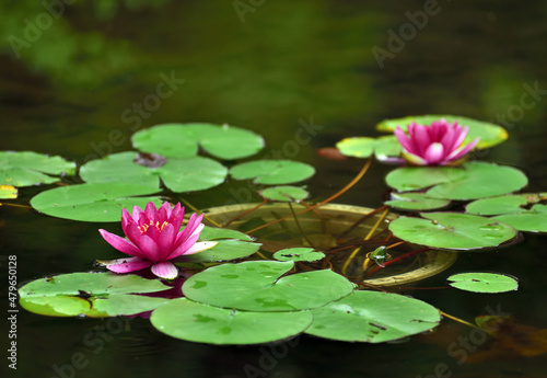 Rose water lilies in a lotus pond
