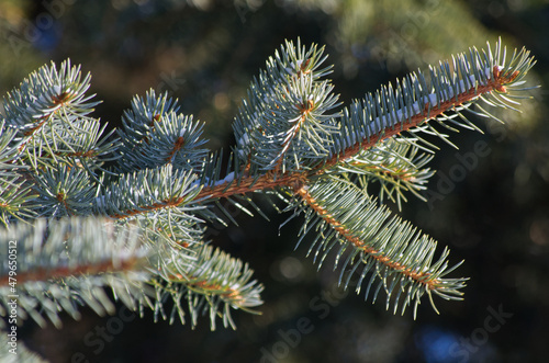 Close up of Spruce Tree Branch