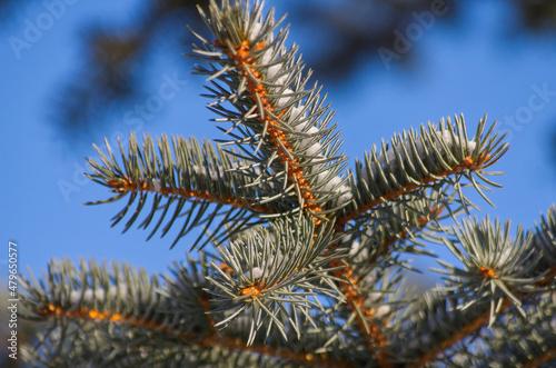 Close up of Spruce Tree Branch