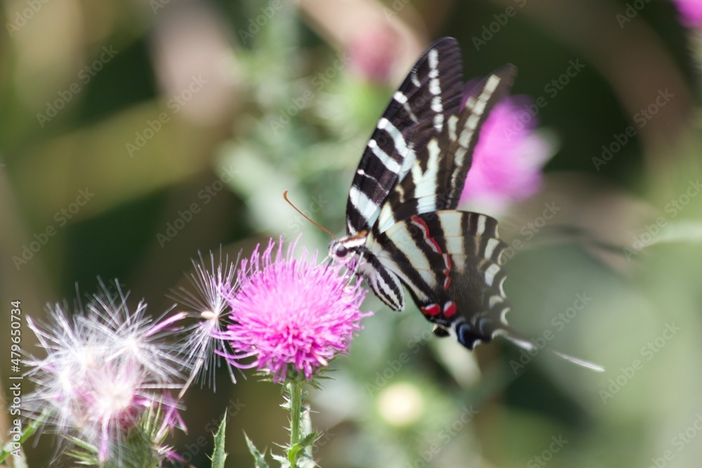 Obraz premium butterfly on a flower