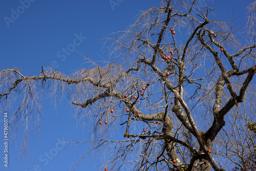 冬の青空と柿の木
