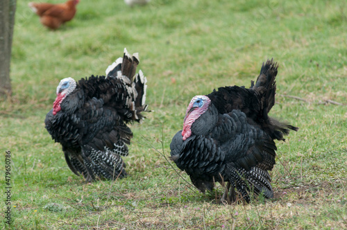 Black turkeys in the foreground 