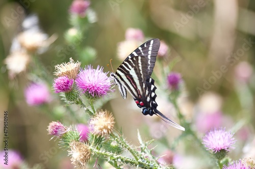butterfly on a flower