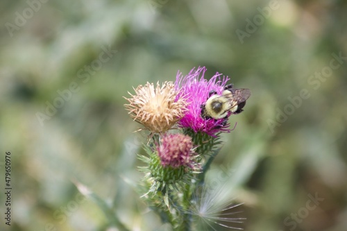 bumblebee on thistle